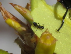 Crematogaster transvaalensis