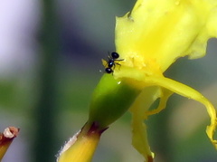 Crematogaster transvaalensis