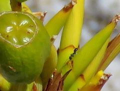 Crematogaster transvaalensis