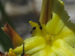Crematogaster transvaalensis