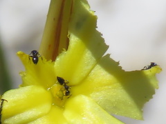 Crematogaster transvaalensis