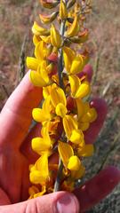 Lebeckia sepiaria