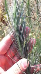 Lebeckia sepiaria