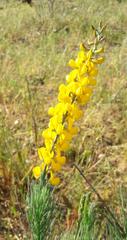 Lebeckia sepiaria