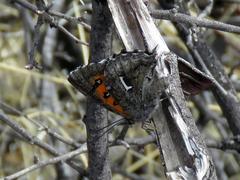 Phasis clavum clavum