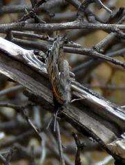 Phasis clavum clavum