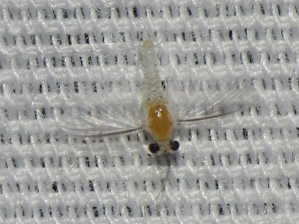 Amercaenis ridens
