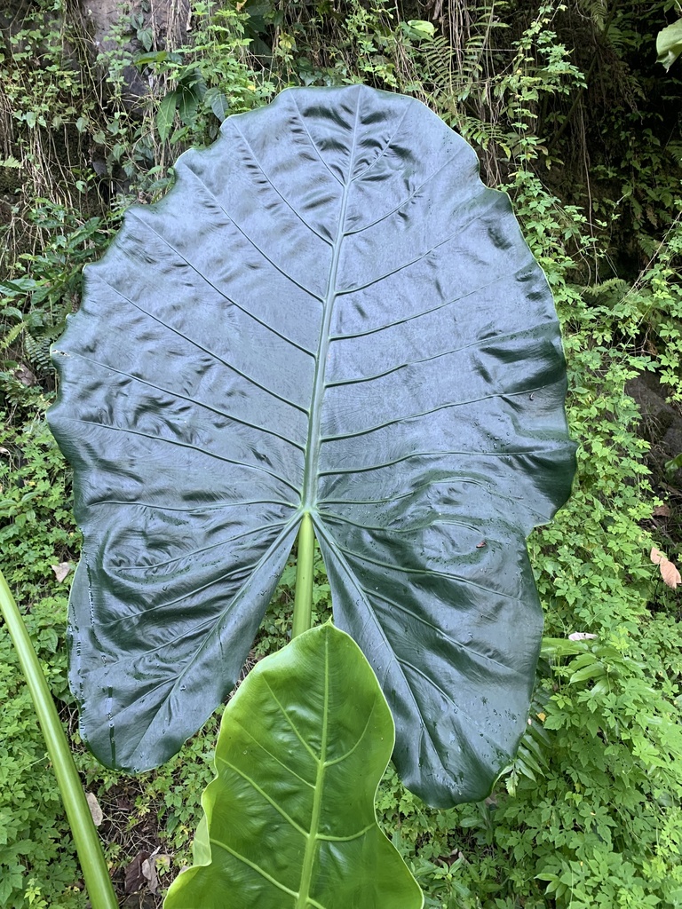 giant taro from National Park of American Samoa, American Samoa, AS on ...