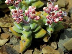 Crassula deltoidea
