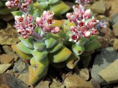 Crassula deltoidea