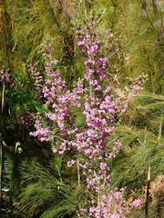 Erica bergiana bergiana