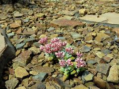 Crassula deltoidea