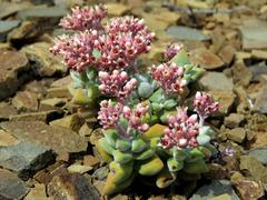 Crassula deltoidea