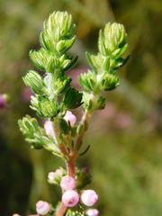 Erica bergiana bergiana