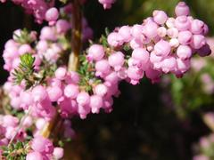 Erica bergiana bergiana