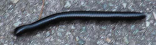 Odontopygidae