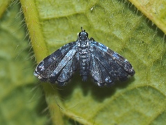 Drosophantis caeruleata