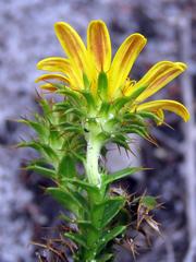 Cullumia setosa setosa