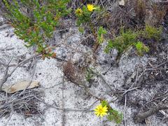 Cullumia setosa setosa