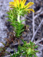 Cullumia setosa setosa