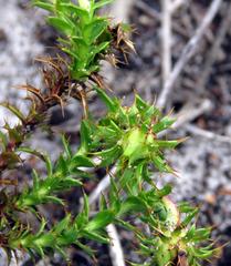 Cullumia setosa setosa