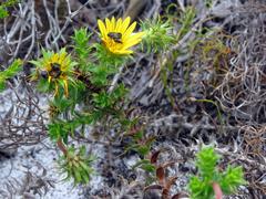 Cullumia setosa setosa