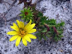 Cullumia setosa setosa