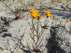 Steirodiscus speciosus