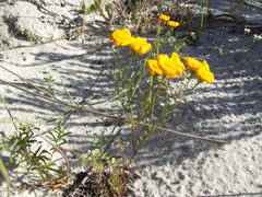 Steirodiscus speciosus