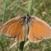 Prairie Ringlet - Photo (c) Nick Block, some rights reserved (CC BY), uploaded by Nick Block