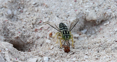 Stictia signata