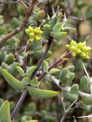Crassula subaphylla subaphylla