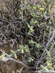 Crassula subaphylla subaphylla