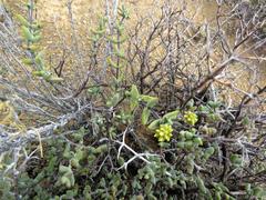 Crassula subaphylla subaphylla
