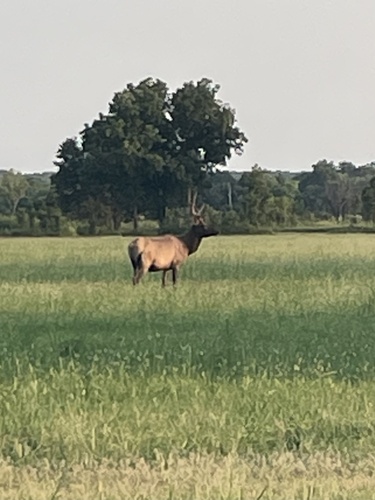 Elk