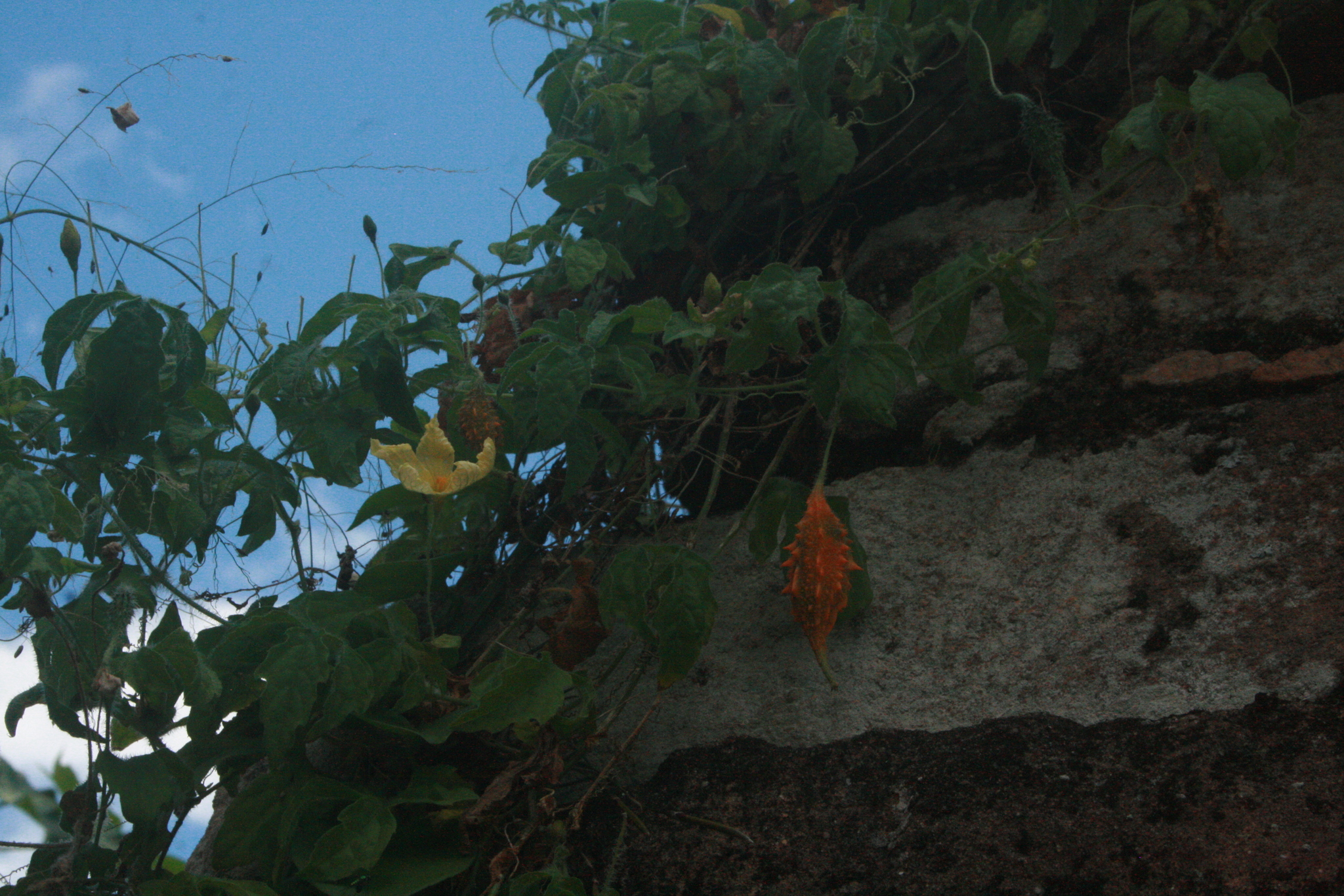 Momordica charantia