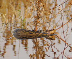 Python natalensis