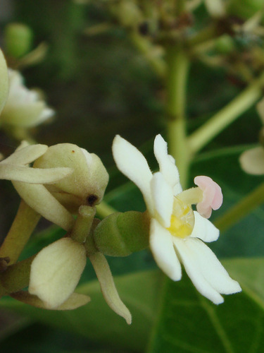 Hernandia nymphaeifolia