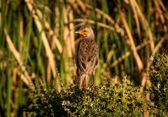 Macronyx capensis capensis