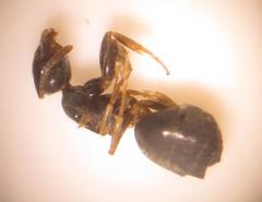 Technomyrmex pallipes