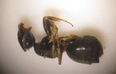 Technomyrmex pallipes