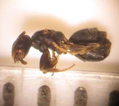 Technomyrmex pallipes
