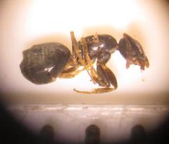 Technomyrmex pallipes