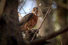 Accipiter rufiventris