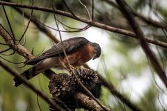 Accipiter rufiventris
