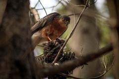 Accipiter rufiventris