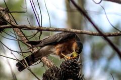 Accipiter rufiventris