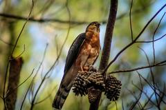 Accipiter rufiventris