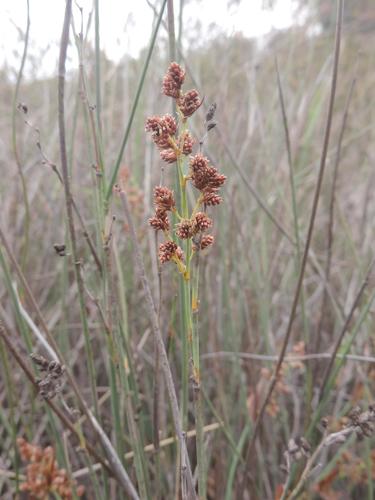 Cannomois arenicola (Cannomois arenicola)