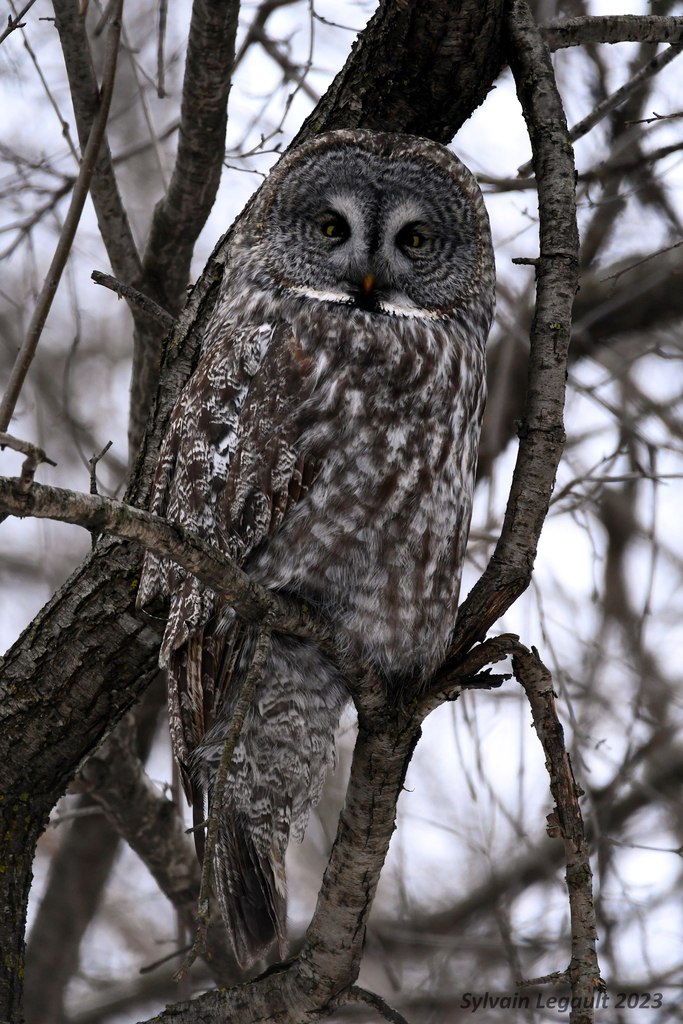 Great Gray Owl In February 2023 By Sylleg INaturalist   Large 